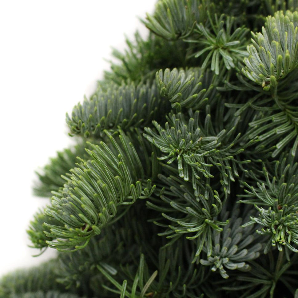 Tabletop Live Christmas Tree - Holland