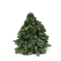Tabletop Live Christmas Tree - Holland