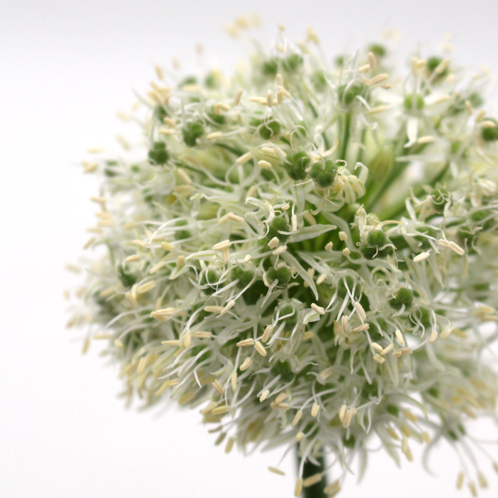 Allium Mount Everest White - Holland