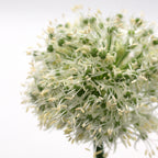 Allium Mount Everest White - Holland