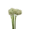 Allium Mount Everest White - Holland