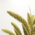 Setaria Dried - Holland