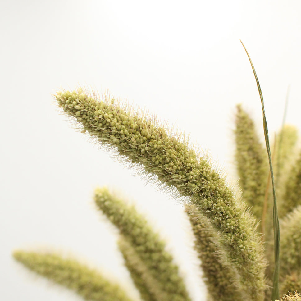 Setaria Dried - Holland