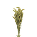 Setaria Dried - Holland