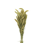 Setaria Dried - Holland