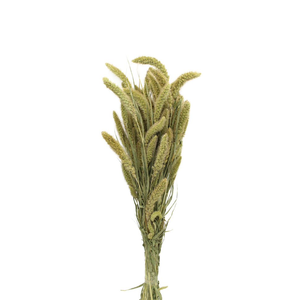 Setaria Dried - Holland