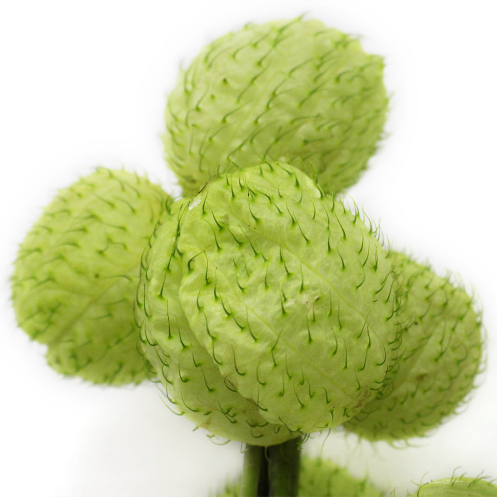 Fruiticosa - Taiwan
