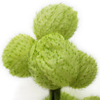 Fruiticosa - Taiwan