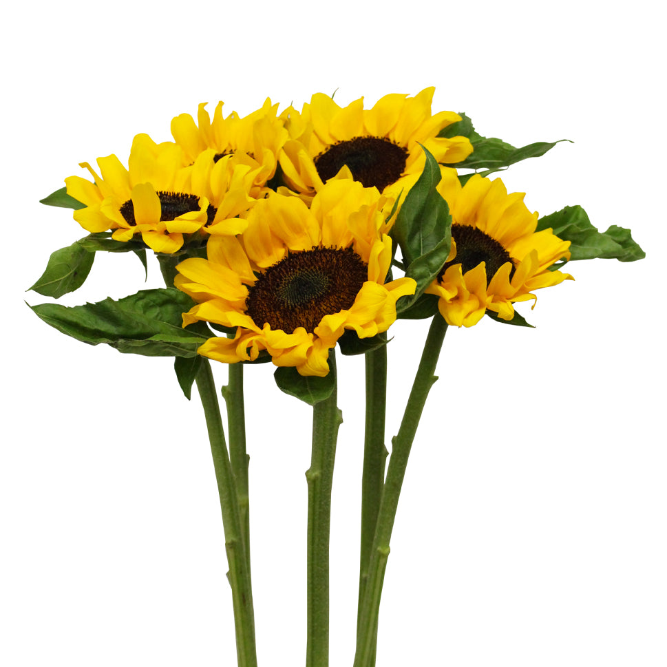 Sunflower (A) 5 stalks - Malaysia