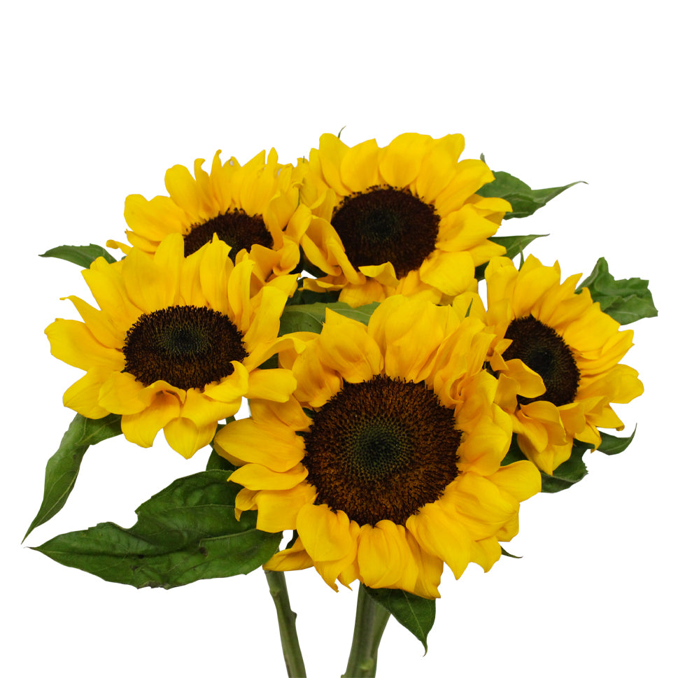 Sunflower (A) 5 stalks - Malaysia