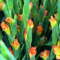 Gladiolus - Taiwan