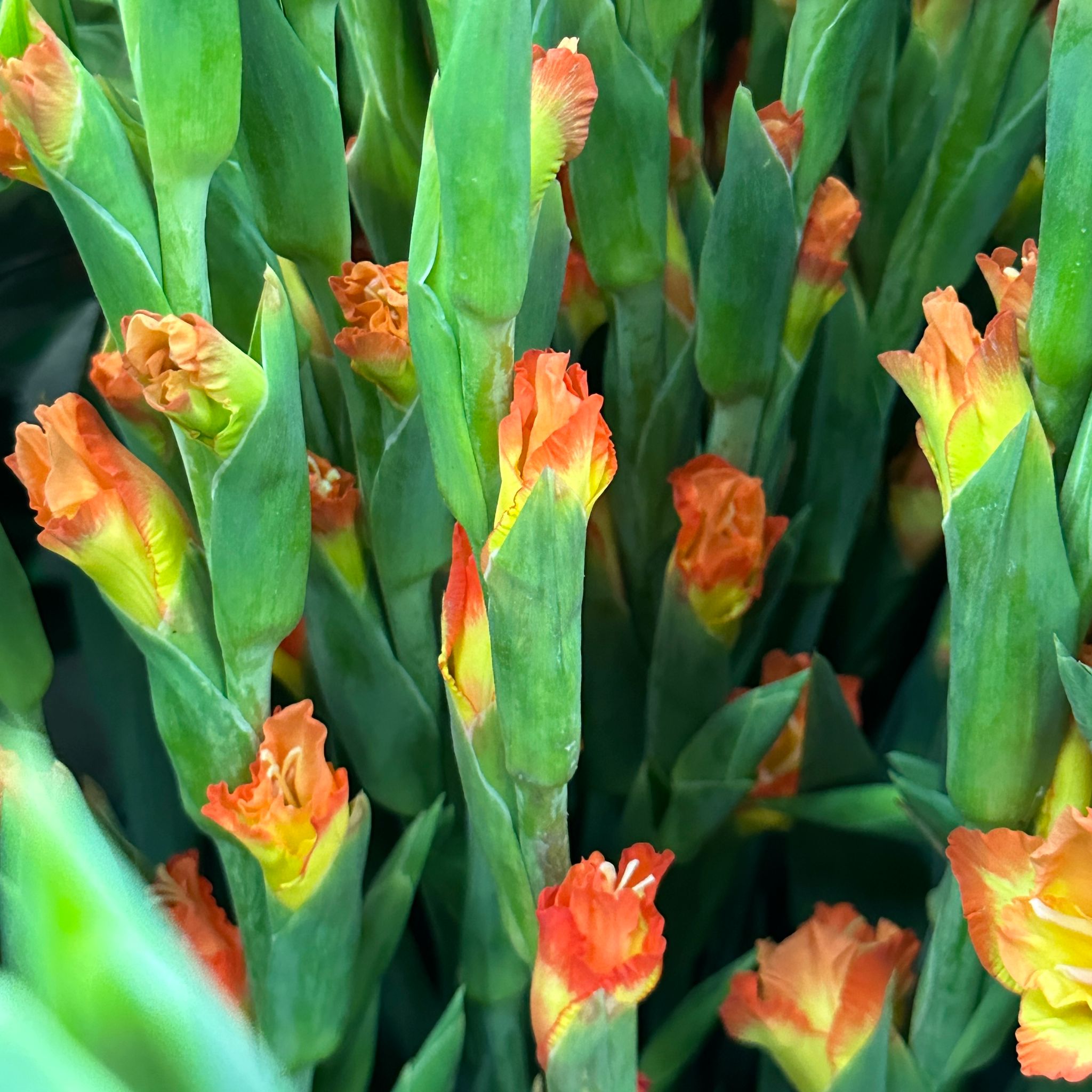 Gladiolus - Taiwan
