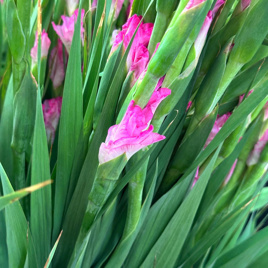 Gladiolus - Taiwan