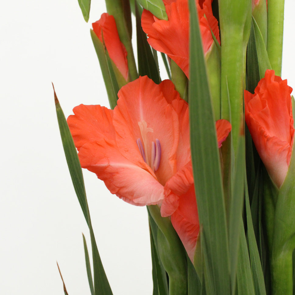 Gladiolus - Taiwan