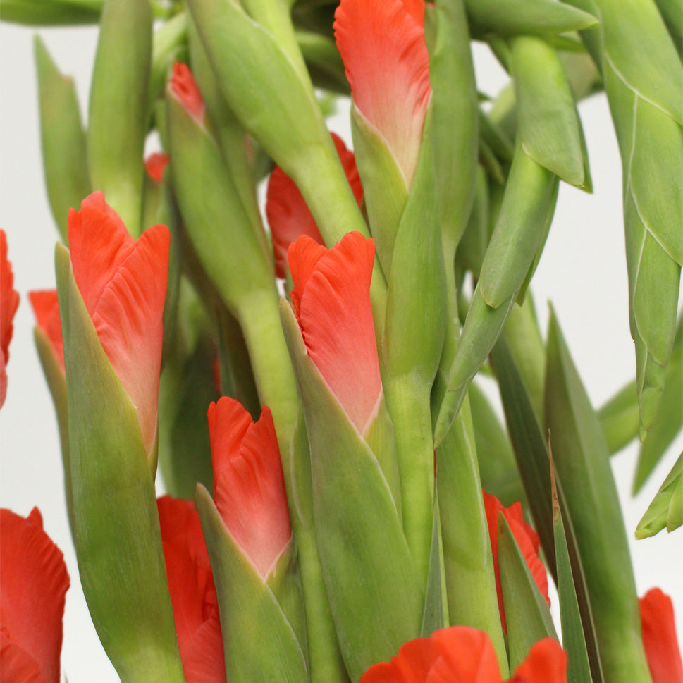 Gladiolus - Taiwan