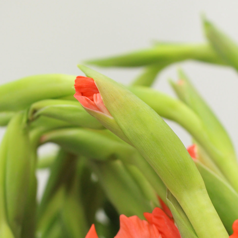 Gladiolus - Taiwan