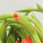 Gladiolus - Taiwan