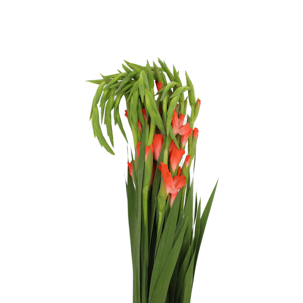 Gladiolus - Taiwan
