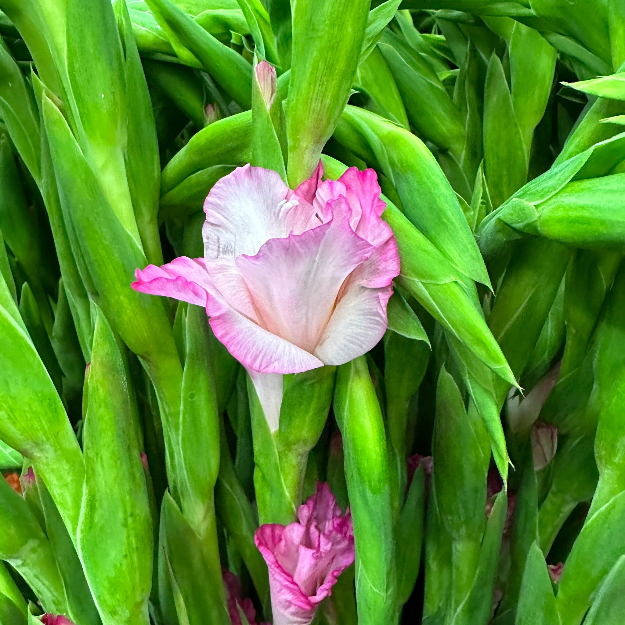 Gladiolus - Taiwan