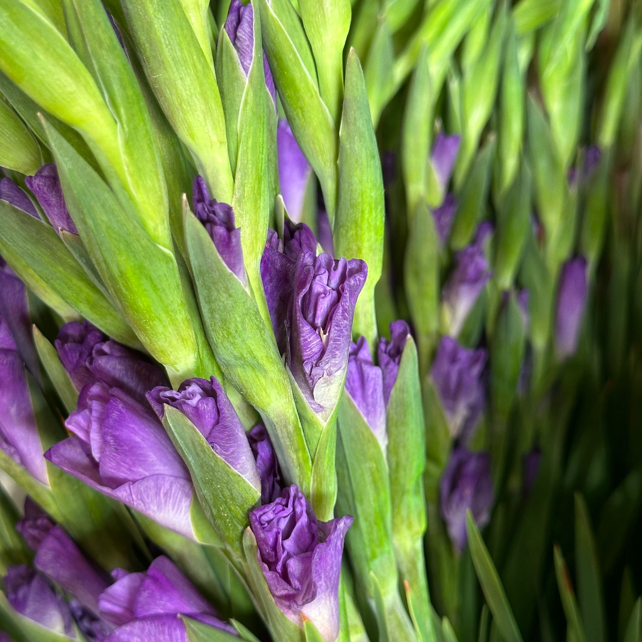 Gladiolus - Taiwan