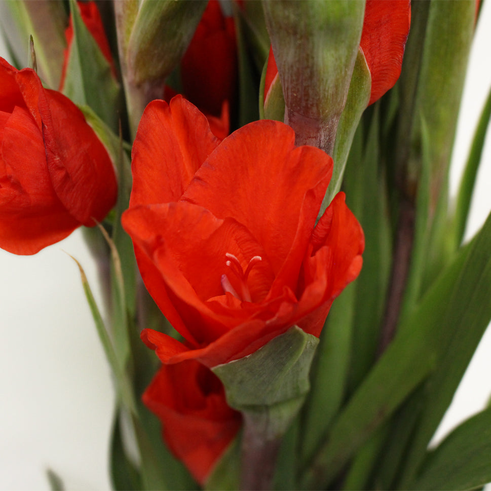 Gladiolus - Taiwan