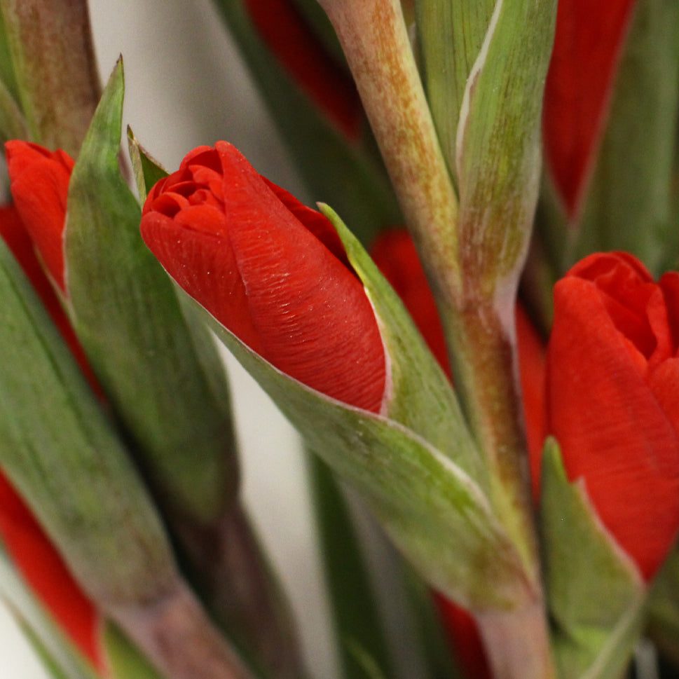 Gladiolus - Taiwan