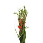 Gladiolus - Taiwan
