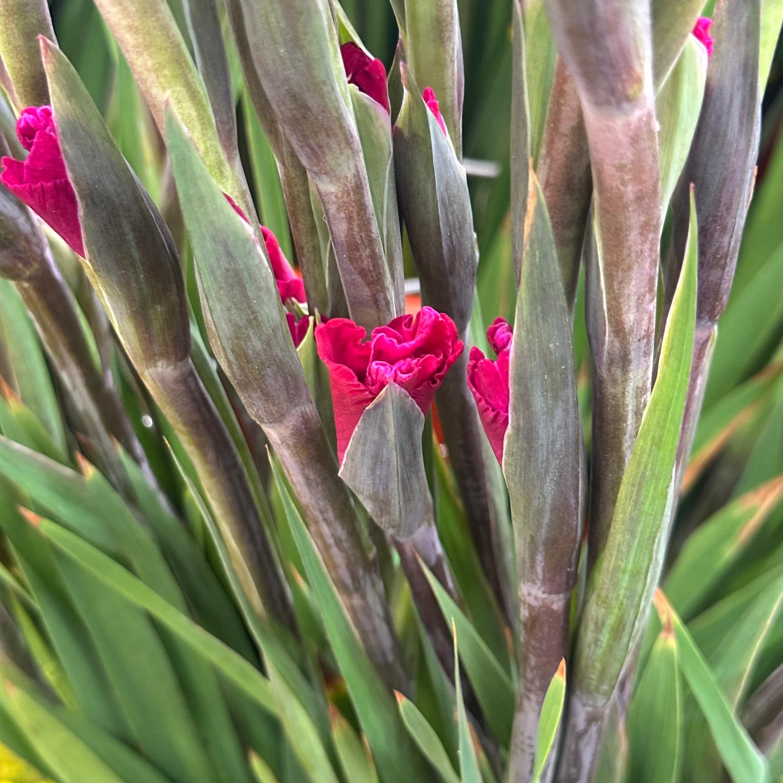 Gladiolus - Taiwan