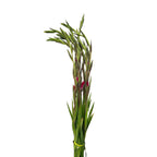 Gladiolus - Taiwan