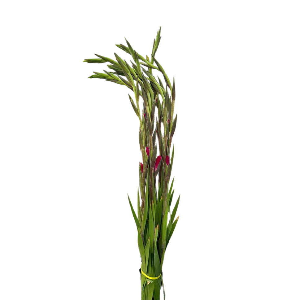 Gladiolus - Taiwan