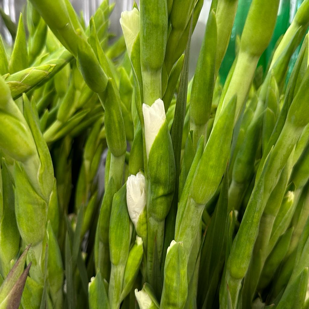 Gladiolus - Taiwan