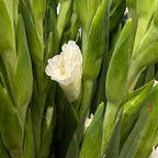 Gladiolus - Taiwan