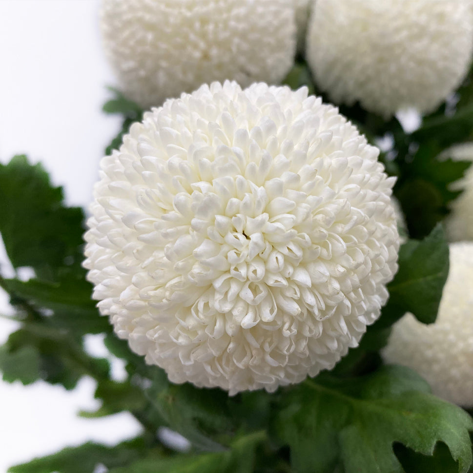 Chrysanthemum Ping Pong - Malaysia