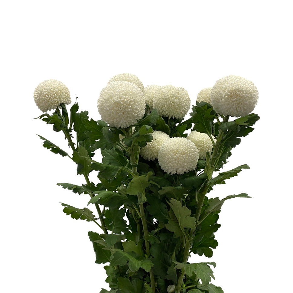 Chrysanthemum Ping Pong - Malaysia