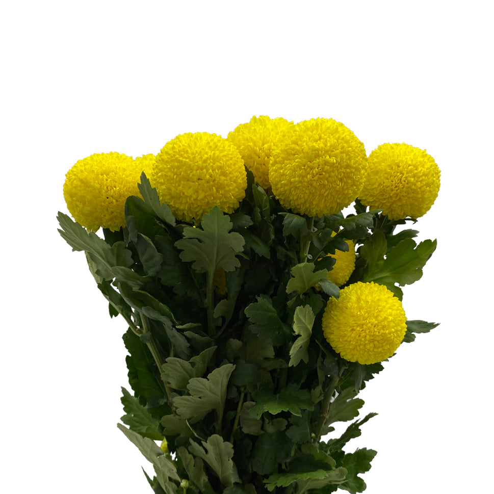 Chrysanthemum Ping Pong - Malaysia