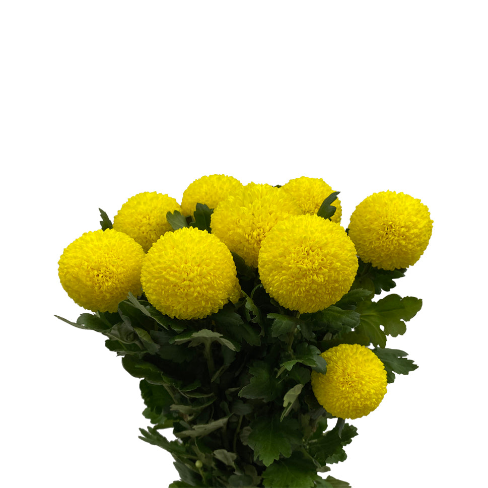 Chrysanthemum Ping Pong - Malaysia