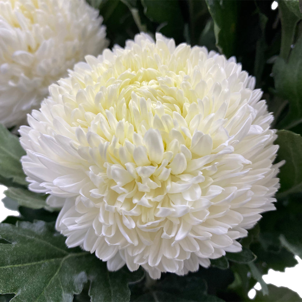 Chrysanthemum Sunlight - Malaysia