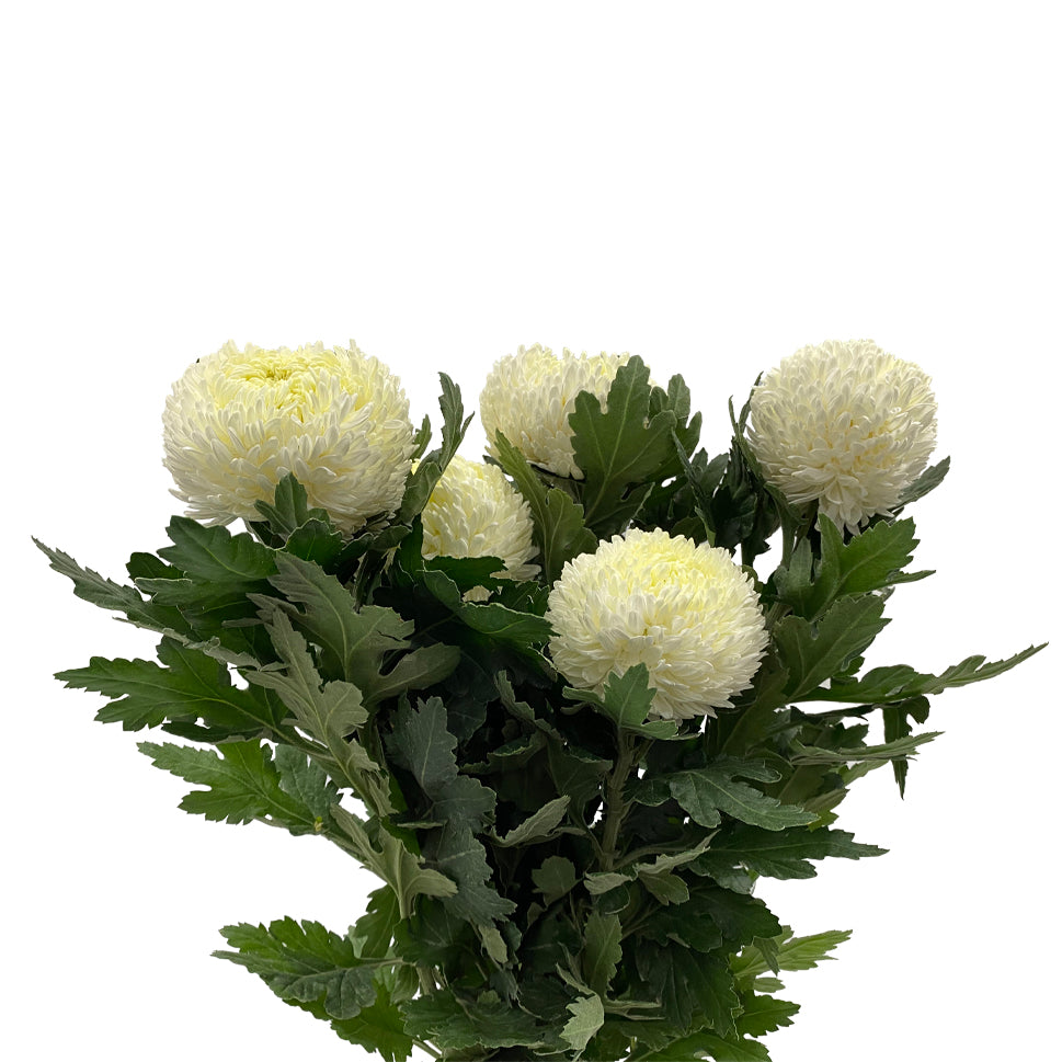 Chrysanthemum Sunlight - Malaysia