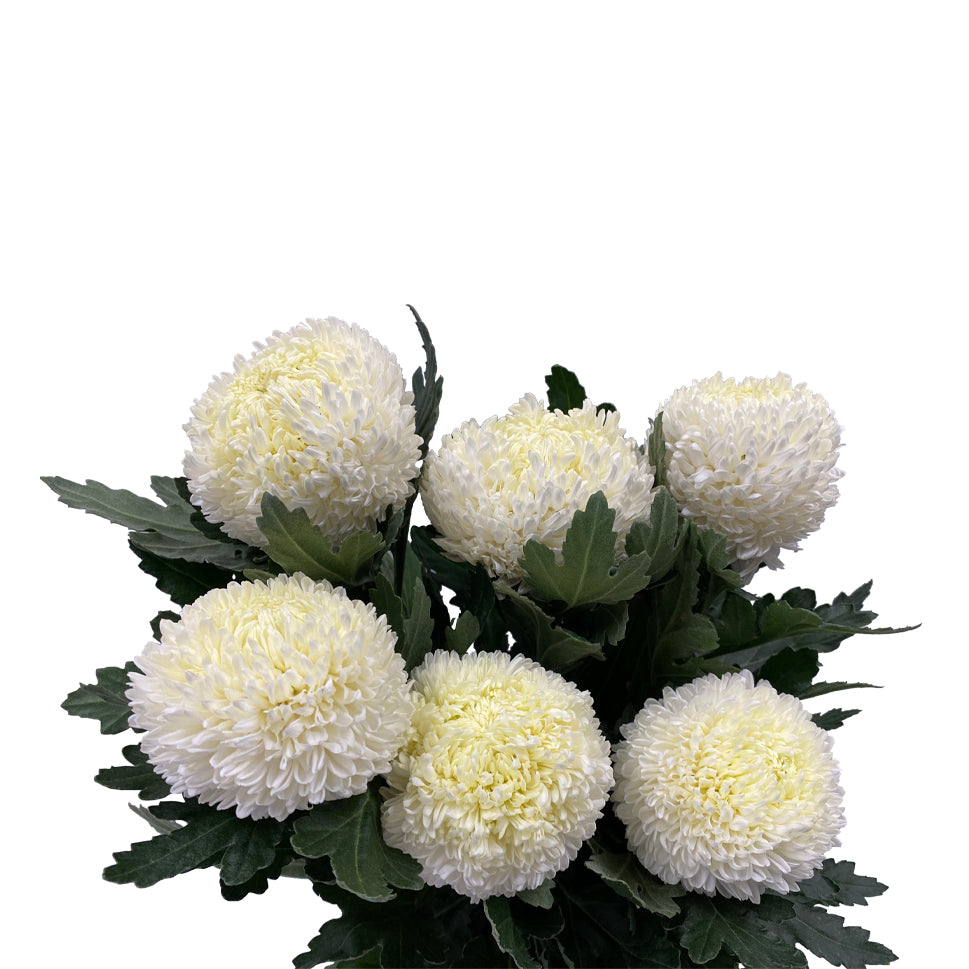 Chrysanthemum Sunlight - Malaysia