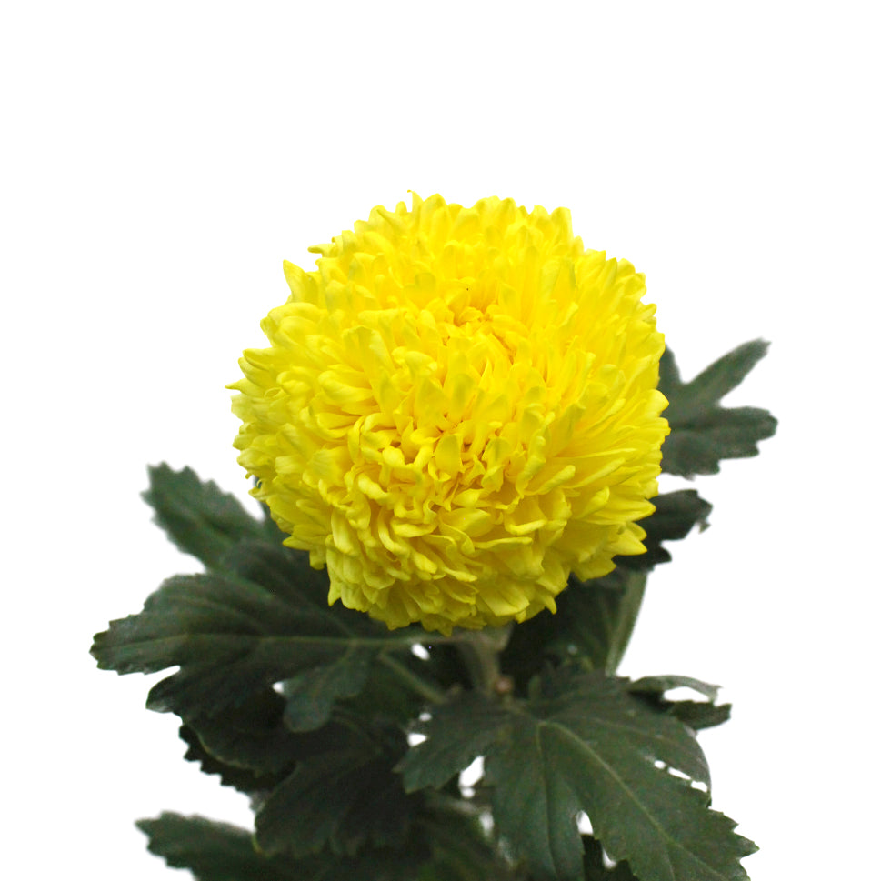 Chrysanthemum Sunlight - Malaysia