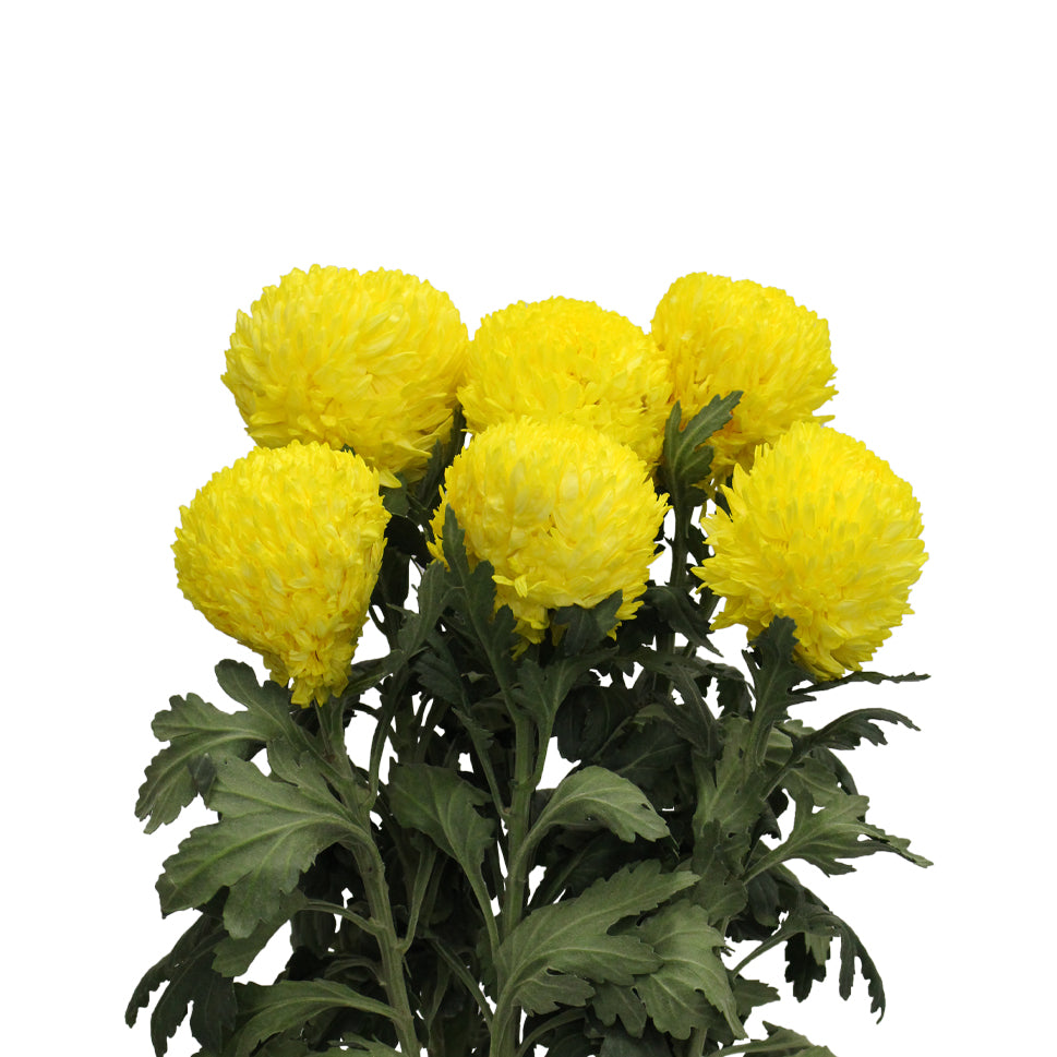 Chrysanthemum Sunlight - Malaysia