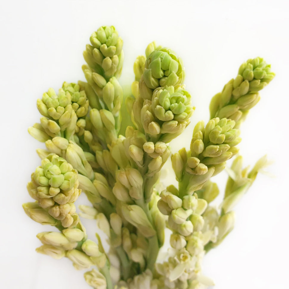 Tuberose White - Taiwan