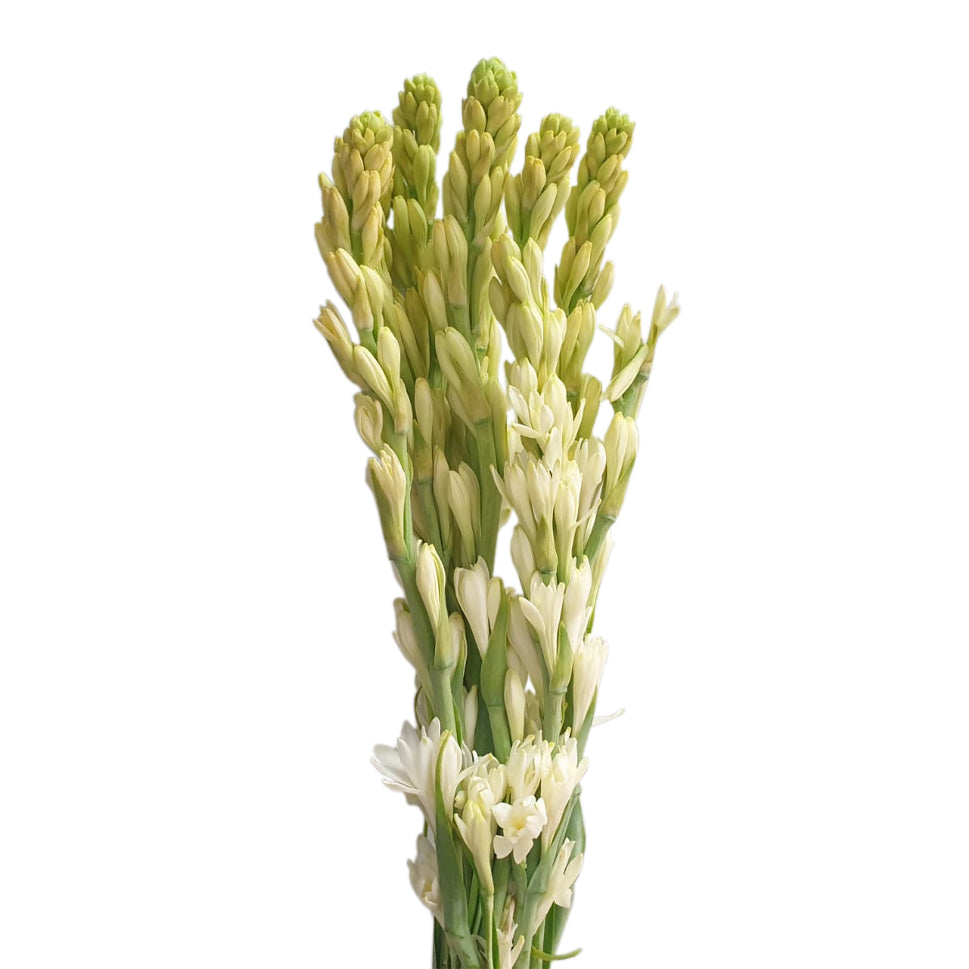 Tuberose White - Taiwan