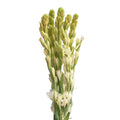 Tuberose White - Taiwan