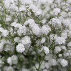 Baby Breath Xlence - White - Ecuador