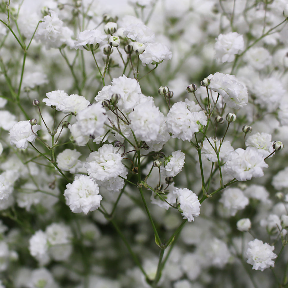 Baby Breath Xlence - White - Ecuador