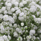 Baby Breath Xlence - White - Ecuador