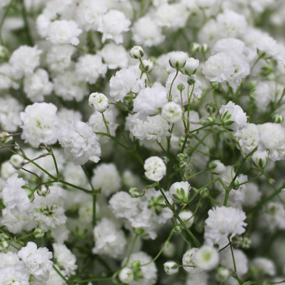 Baby Breath Xlence - White - Ecuador