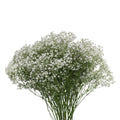 Baby Breath Xlence - White - Ecuador
