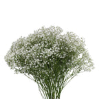 Baby Breath Xlence - White - Ecuador